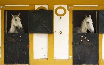 Mares in their box stalls during the Feria del Caballo Horse Fair