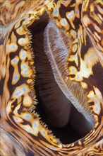 Suction hole of a Giant Clam (Tridacna gigas)