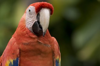Scarlet Macaw (Ara Macao) in the amusement park of Xcaret