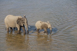 African Elephants (Loxodonta africana)