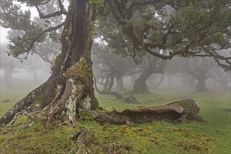 Old Bay Laurel Trees (Laurus nobilis) in the fog