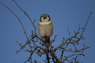 Hawk Owl (Surnia ulula)