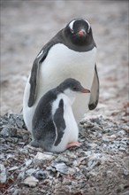 Gentoo Penguin (Pygoscelis papua) and young at nest