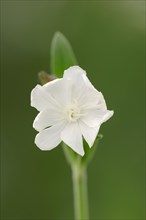 White Campion (Silene latifolia