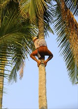 Man climbing a coconut tree