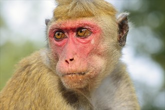 Toque Macaque (Macaca sinica)