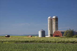 Barley and potato field with a farm building and two grain silos