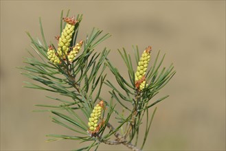 Pollen cones of a Scots Pine (Pinus sylvestris)