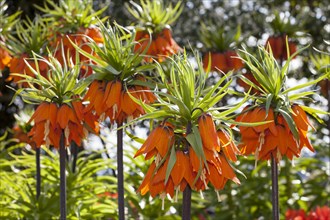 Crown imperials (Fritillaria imperialis)