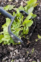 Weeding the soil with gardening tool