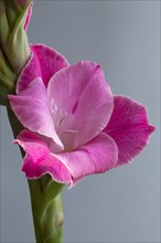 Gladiolus (Gladiolus sp.)