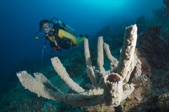 Scuba diver looking at a giant vase sponge (Callyspongia sp)