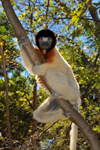 Crowned Sifaka (Propithecus coronatus) clinging to a tree branch