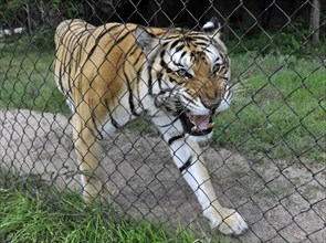 Caged Tiger (Panthera tigris) hissing behind a fence