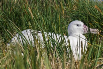 Wandering Albatross (Diomedea exulans) at its nesting site