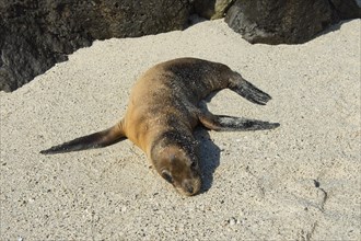 Galapagos Sea Lion (Zalophus californianus wollebaeki)