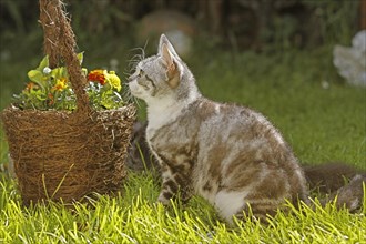 American Wirehair cat next to flower basket