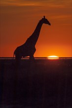 Giraffe (Giraffa camelopardalis) at sunset