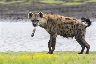 Spotted Hyena (Crocuta crocuta) with foot of prey