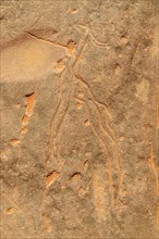 Small rock engraving of a gazelle