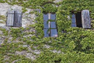 Wall with windows of a house covered with ivy