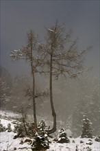 European larches (Larix decidua) in fog in winter