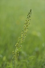 Common Twayblade (Neottia ovata)