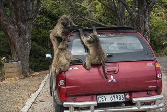 Chacma Baboons (Papio ursinus) playing on a parked car
