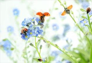 Ladybirds on Forget-me-not flowers