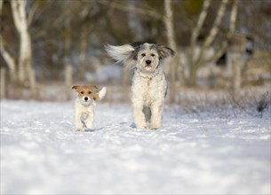 Young Jack Russell Terrier bitch and a mixed-breed dog walking together