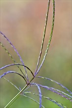 hairy crabgrass (Digitaria sanguinalis)