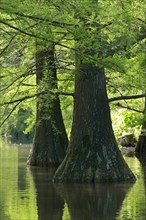 Bald Cypress or Swamp Cypress (Taxodium distichum)