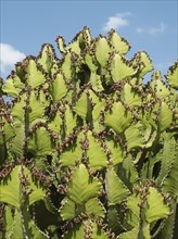 Transvaal Candelabra Euphorbia (Euphorbia cooperi)