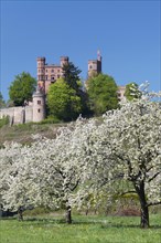 Schloss Ortenberg and blossoming fruit trees
