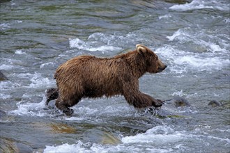 Grizzly Bear (Ursus arctos horribilis) hunting in the water