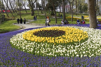 Tulips and Grape Hyacinths in flower beds