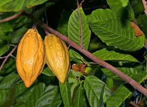 Cocoa Tree or Cacao Tree (Theobroma cacao) with yellow fruits