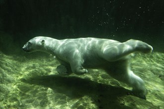 Polar Bear (Ursus maritimus) Giovanna swimming under water
