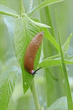 Large Red Slug (Arion rufus)