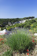 Landscape with flowering lavender