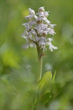 Milky Orchid (Orchis lactea)