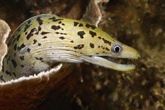 Yellowhead Moray Eel or Fimbriated Moray Eel (Gymnothorax fimbriatus)