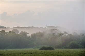 Fog over a clearing in the rain forest after a cloudburst