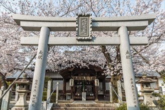 Shinnyodo Temple of Japanese Cherry Blossom