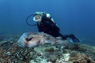 Female scuba diver looking at a Spotfin Burrfish or Pacific Burrfish (Chilomycterus affinis) above a coral reef