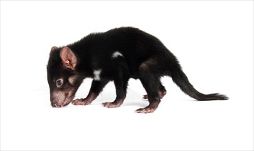 Tasmanian Devil (Sarcophilus harrisii)