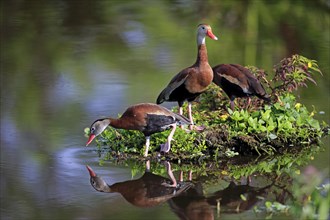 Three Black-bellied Whistling Ducks (Dendrocygna autumnalis)