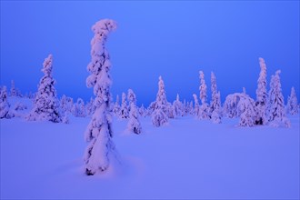 Trees in a snow-covered winter landscape