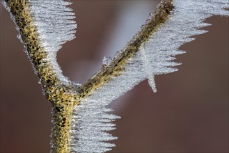Ice structures on a branch