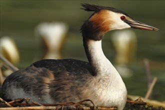 Great Crested Grebe (Podiceps cristatus) perched on the nest